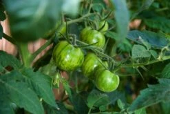 Kit De Culture - Bio - Tomate - Verte Zébrée - 10 Graines - Solanum Lycopersicum -Jardinoux Soldes Magasin 640641b042f0d8.95879529