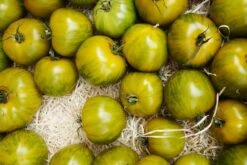 Kit De Culture - Bio - Tomate - Verte Zébrée - 10 Graines - Solanum Lycopersicum -Jardinoux Soldes Magasin 640641b048ed84.03400656