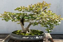 Kit De Culture - Myrte Commun - 30 Graines - Myrtus Communis -Jardinoux Soldes Magasin 640641b37af733.30049485