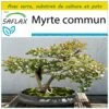 Kit De Culture - Myrte Commun - 30 Graines - Myrtus Communis 1 Kit De Culture - Myrte Commun - 30 Graines - Myrtus Communis -Jardinoux Soldes Magasin 640641b3834ce6.85569333
