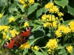 Kit De Culture - Solidage Verge D'or - 100 Graines - Solidago Virgaurea 9 Kit De Culture - Solidage Verge D'or - 100 Graines - Solidago Virgaurea -Jardinoux Soldes Magasin 640641b4c90c32.39776300