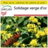 Kit De Culture - Solidage Verge D'or - 100 Graines - Solidago Virgaurea -Jardinoux Soldes Magasin 640641b4cf5364.32455388