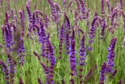 Kit De Culture - Bio - Sauge - 60 Graines - Salvia Officinalis 14 Kit De Culture - Bio - Sauge - 60 Graines - Salvia Officinalis -Jardinoux Soldes Magasin 640641bf438086.74821203