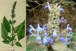 Kit De Culture - Chia - 500 Graines - Salvia Hispanica 9 Kit De Culture - Chia - 500 Graines - Salvia Hispanica -Jardinoux Soldes Magasin 640641c579de98.62891474