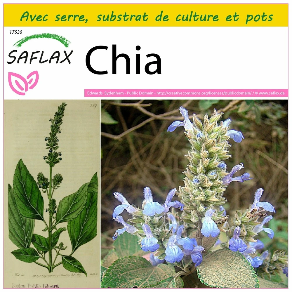Kit De Culture - Chia - 500 Graines - Salvia Hispanica 3 Kit De Culture - Chia - 500 Graines - Salvia Hispanica