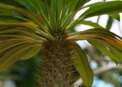 Kit De Culture - Palmier De Madagascar - 10 Graines - Pachypodium Lamerei -Jardinoux Soldes Magasin 640641c7226726.92813528