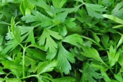 Kit De Culture - Bio - Cerfeuil Commun - 800 Graines - Anthriscus Cerefolium -Jardinoux Soldes Magasin 640641c887fe75.85740285