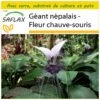 Kit De Culture - Géant Népalais - Fleur Chauve-souris - 10 Graines - Tacca Nevia White 2 Kit De Culture - Géant Népalais - Fleur Chauve-souris - 10 Graines - Tacca Nevia White -Jardinoux Soldes Magasin 640641cb421da8.08619317