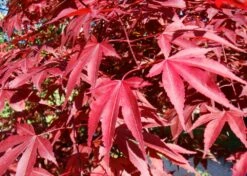 Kit De Culture - Erable Du Japon Pourpre - 20 Graines - Acer Palmatum Atropurpureum -Jardinoux Soldes Magasin 640641d81e91c2.05775496