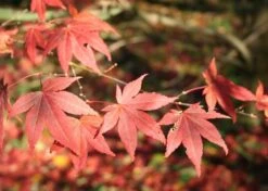 Kit De Culture - Erable Du Japon Pourpre - 20 Graines - Acer Palmatum Atropurpureum -Jardinoux Soldes Magasin 640641d8236e87.81519951