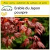 Kit De Culture - Erable Du Japon Pourpre - 20 Graines - Acer Palmatum Atropurpureum -Jardinoux Soldes Magasin 640641d828db01.67437939