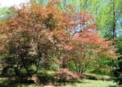 Kit De Culture - Erable Du Japon Pourpre - 20 Graines - Acer Palmatum Atropurpureum -Jardinoux Soldes Magasin 640641d82dff97.81256788