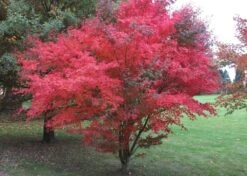 Kit De Culture - Erable Du Japon Pourpre - 20 Graines - Acer Palmatum Atropurpureum -Jardinoux Soldes Magasin 640641d832b125.23226283