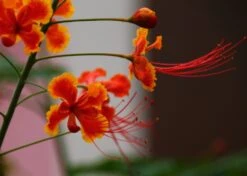 Kit De Culture - Orgueil De Chine - 10 Graines - Caesalpinia Pulcherrima -Jardinoux Soldes Magasin 640641f1222758.42542490