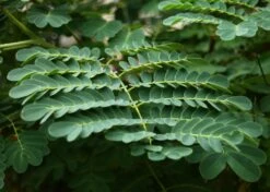 Kit De Culture - Orgueil De Chine - 10 Graines - Caesalpinia Pulcherrima -Jardinoux Soldes Magasin 640641f12730a7.73038490