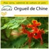 Kit De Culture - Orgueil De Chine - 10 Graines - Caesalpinia Pulcherrima 2 Kit De Culture - Orgueil De Chine - 10 Graines - Caesalpinia Pulcherrima -Jardinoux Soldes Magasin 640641f1322154.15994873