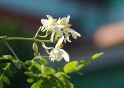 Kit De Culture - Moringa - 10 Graines - Moringa Oleifera 15 Kit De Culture - Moringa - 10 Graines - Moringa Oleifera -Jardinoux Soldes Magasin 640641f4547a73.61153088