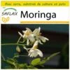 Kit De Culture - Moringa - 10 Graines - Moringa Oleifera -Jardinoux Soldes Magasin 640641f4591fb8.46867960