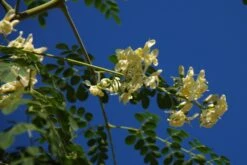 Kit De Culture - Moringa - 10 Graines - Moringa Oleifera 12 Kit De Culture - Moringa - 10 Graines - Moringa Oleifera -Jardinoux Soldes Magasin 640641f45e0099.40617785