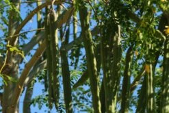 Kit De Culture - Moringa - 10 Graines - Moringa Oleifera 13 Kit De Culture - Moringa - 10 Graines - Moringa Oleifera -Jardinoux Soldes Magasin 640641f462d1b0.92586215