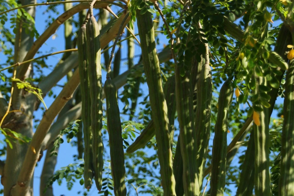 Kit De Culture - Moringa - 10 Graines - Moringa Oleifera 7 Kit De Culture - Moringa - 10 Graines - Moringa Oleifera – Image 5