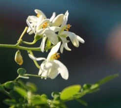 Kit De Culture - Moringa - 10 Graines - Moringa Oleifera 14 Kit De Culture - Moringa - 10 Graines - Moringa Oleifera -Jardinoux Soldes Magasin 640641f4686cb0.45653273