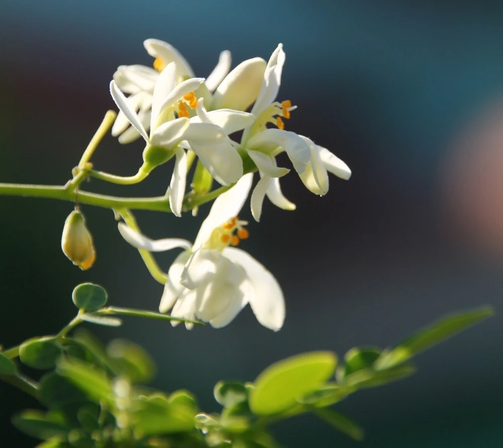 Kit De Culture - Moringa - 10 Graines - Moringa Oleifera 8 Kit De Culture - Moringa - 10 Graines - Moringa Oleifera – Image 6