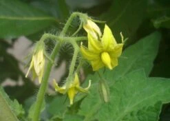 Kit De Culture - Tomate San Marzano - 10 Graines - Lycopersicon Esculentum 10 Kit De Culture - Tomate San Marzano - 10 Graines - Lycopersicon Esculentum -Jardinoux Soldes Magasin 640641fa29a824.71109885