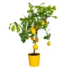 Citrus Limon - Citronnier - Arbre Fruitier - Persistant - ⌀21 Cm - ↕70-80 Cm -Jardinoux Soldes Magasin 640b1fd8ed1f29.28505670