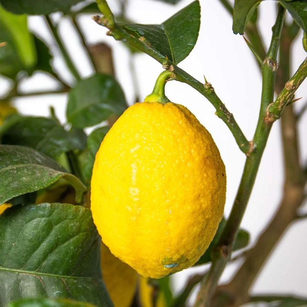 Citrus Limon - Citronnier - Arbre Fruitier - Persistant - ⌀21 Cm - ↕70-80 Cm 6 Citrus Limon - Citronnier - Arbre Fruitier - Persistant - ⌀21 Cm - ↕70-80 Cm – Image 4
