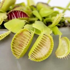 Dionaea Muscipula – Plante Carnivore – Peu D'entretien – ⌀12 Cm – ↕10-15 Cm -Jardinoux Soldes Magasin 640b20a5eb0eb6.97520073