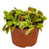 Dionaea Muscipula – Plante Carnivore – Peu D'entretien – ⌀12 Cm – ↕10-15 Cm -Jardinoux Soldes Magasin 640b20a5ee2c25.82258999