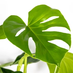 Monstera Deliciosa - Plante Trouée - Plante D'intérieur - Purificateur D'air – ⌀21 Cm - ↕70-80 Cm 8 Monstera Deliciosa - Plante Trouée - Plante D'intérieur - Purificateur D'air – ⌀21 Cm - ↕70-80 Cm -Jardinoux Soldes Magasin 640b20b65d25d4.79931694
