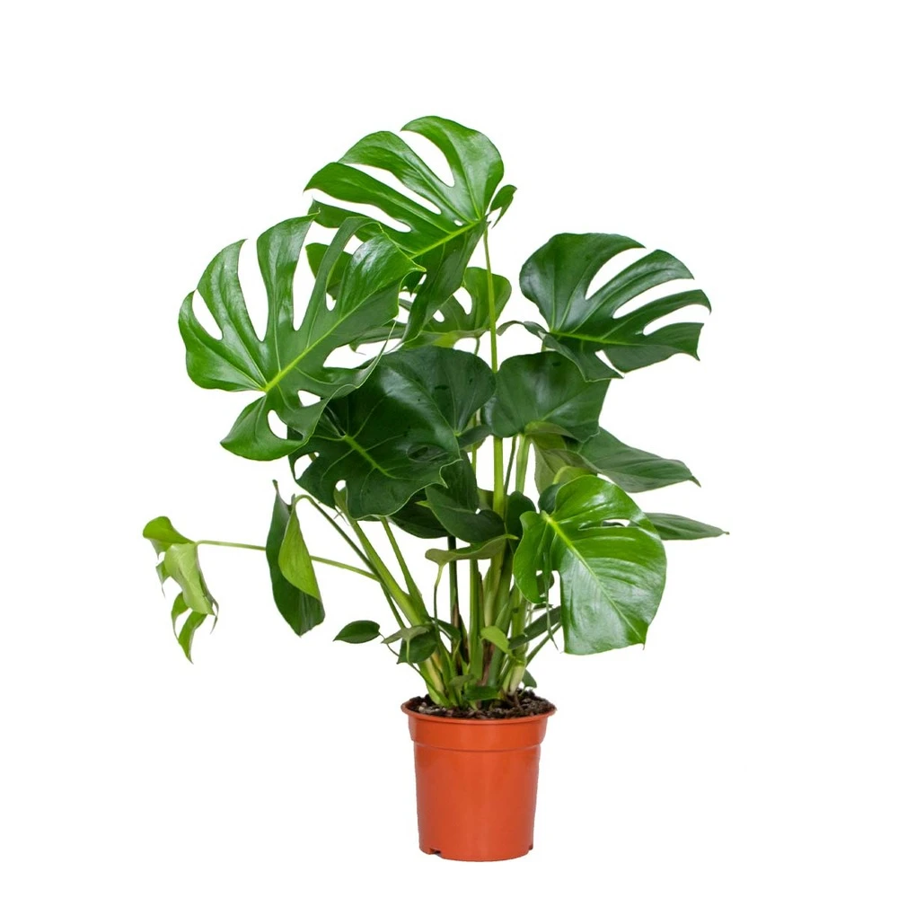 Monstera Deliciosa - Plante Trouée - Plante D'intérieur - Purificateur D'air – ⌀21 Cm - ↕70-80 Cm 3 Monstera Deliciosa - Plante Trouée - Plante D'intérieur - Purificateur D'air – ⌀21 Cm - ↕70-80 Cm
