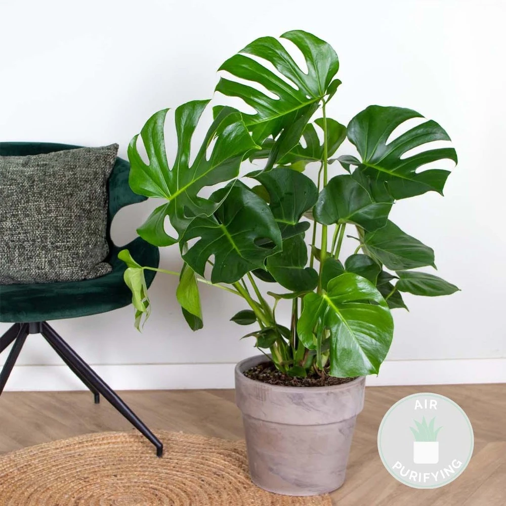 Monstera Deliciosa - Plante Trouée - Plante D'intérieur - Purificateur D'air – ⌀21 Cm - ↕70-80 Cm 4 Monstera Deliciosa - Plante Trouée - Plante D'intérieur - Purificateur D'air – ⌀21 Cm - ↕70-80 Cm – Image 2
