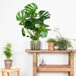 Monstera Deliciosa - Plante Trouée - Plante D'intérieur - Purificateur D'air – ⌀21 Cm - ↕70-80 Cm 9 Monstera Deliciosa - Plante Trouée - Plante D'intérieur - Purificateur D'air – ⌀21 Cm - ↕70-80 Cm -Jardinoux Soldes Magasin 640b20b66958b4.75271986