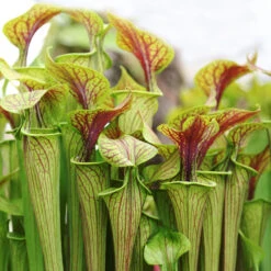 2x Sarracenia 'juthatip Soper' – Plante Carnivore – Entretien Facile ⌀12 Cm – ↕10-20cm -Jardinoux Soldes Magasin 640b20de0d95e6.50661912