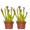 2x Sarracenia 'juthatip Soper' – Plante Carnivore – Entretien Facile ⌀12 Cm – ↕10-20cm 2 2x Sarracenia 'juthatip Soper' – Plante Carnivore – Entretien Facile ⌀12 Cm – ↕10-20cm -Jardinoux Soldes Magasin 640b20de1bd8a6.68151714