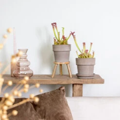 2x Sarracenia 'juthatip Soper' – Plante Carnivore – Entretien Facile ⌀12 Cm – ↕10-20cm -Jardinoux Soldes Magasin 640b20de202773.22562993