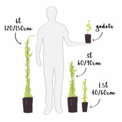 Mûre 'thornfree'- Rubus Fruticosus 3l -Jardinoux Soldes Magasin 641db340770028.67248929