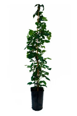 Mûre 'thornfree'- Rubus Fruticosus 3l -Jardinoux Soldes Magasin 641db34099e109.67011798