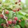 Mûre-framboise Tayberry - Rubus Tayberry 3l -Jardinoux Soldes Magasin 641db342aa0ad2.79447723