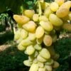 Vigne 'cornichon Blanc' - Vitis Vinifera 3l 1 Vigne 'cornichon Blanc' - Vitis Vinifera 3l -Jardinoux Soldes Magasin 6420e061695674.47989054