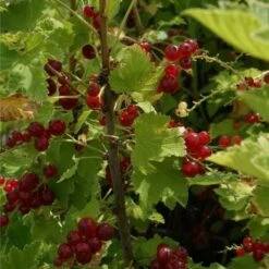 Groseillier à Grappes 'jonkheer Van Tets' - Ribes Rubrum 1,5l -Jardinoux Soldes Magasin 6420e09d661a75.14430311