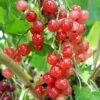 Groseillier à Grappes 'jonkheer Van Tets' - Ribes Rubrum 1,5l -Jardinoux Soldes Magasin 6420e09d71e0a3.96349854