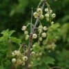 Groseillier à Grappes 'versaillaise Blanche' - Ribes Rubrum 3l -Jardinoux Soldes Magasin 6420e0a62fca96.78186566
