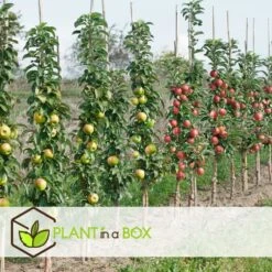 Assorti De 4 Arbres Fruitiers - Pot ⌀9cm - H.60-70cm (hauteur Pot Incluse) -Jardinoux Soldes Magasin 6421dd66e21009.57555330