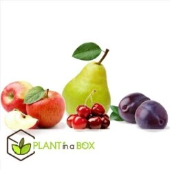 Assorti De 4 Arbres Fruitiers - Pot ⌀9cm - H.60-70cm (hauteur Pot Incluse) -Jardinoux Soldes Magasin 6421dd66e64e00.60002197