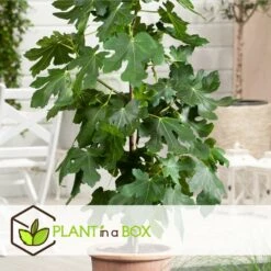 Set De 2 Ficus Carica - Pot ⌀9cm - H.25-40cm (hauteur Pot Incluse) -Jardinoux Soldes Magasin 64233258aed6c2.75062578