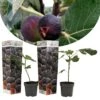 Set De 2 Ficus Carica - Pot ⌀9cm - H.25-40cm (hauteur Pot Incluse) 2 Set De 2 Ficus Carica - Pot ⌀9cm - H.25-40cm (hauteur Pot Incluse) -Jardinoux Soldes Magasin 64233258b9af16.17675427